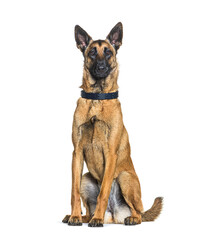 Sitting Malinois dog, Isolated on white