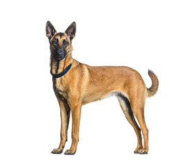 Side view of a Standing Malinois dog looking at the camera and wearing a collar, Isolated on white