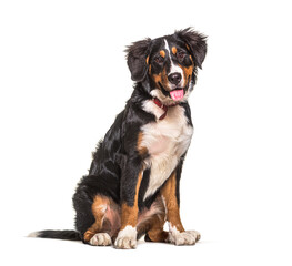 Young panting Bernese mountain dog Sitting isolated on white