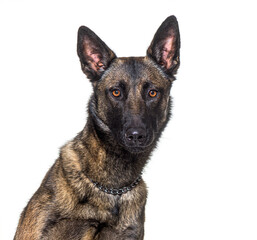 Head shot of a Malinois dog lloking at the camera, Isolated on white