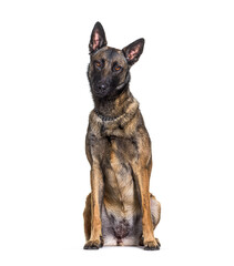Sitting Malinois dog, Isolated on white