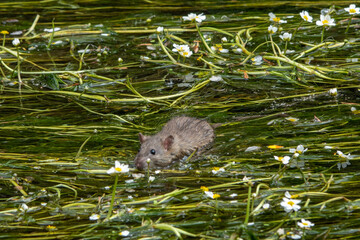 water rat swimming amongst the reeds and flowers in the river