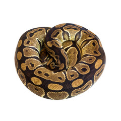 Royal or Ball Python snake