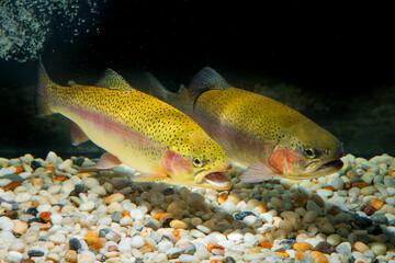 Rainbow trout