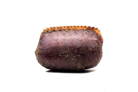 cockroach eggs