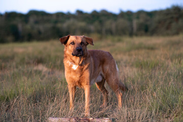 Schäferhund Mischling (Rüde, ca. 6 Jahre alt) Outdoor