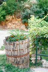 Marigold bushes grow in an old wooden barrel on the lawn