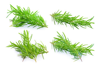 Rosemary isolated on white background