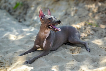 tanned American Hairless Terrier dog lying on  sand background portrait with sunspots
