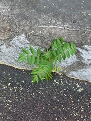 Leaves in the Stone Wall
