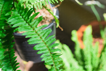 Beautiful ferns leaves green foliage natural floral fern background in sunlight.