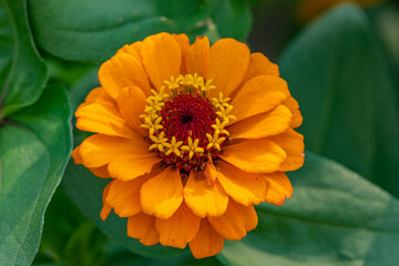 Closeup of a bright orange zinnia flower - Michigan - USA