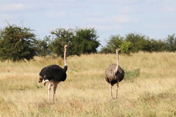 Beautiful Animals Game of Africa – Ostrich