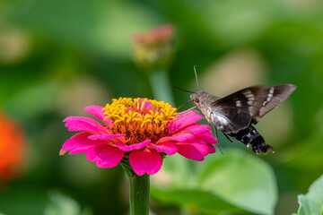 Closeup of a hummingbird moth pollinating a bright pink zinnia flower - Michigan