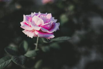  close-up of garden light pink rose flower