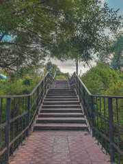 wooden bridge in the forest