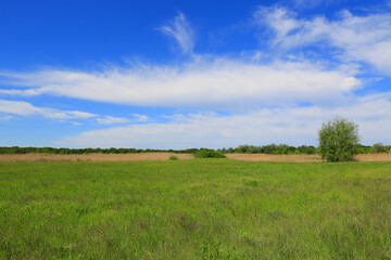 green pasture in summer day