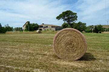 Stacks of straw - bales of hay, rolled into stacks left after harvesting of wheat ears, agricultural farm field with gathered crops rural. Balearic Islands, Majorca, Spain