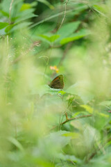 A beautiful Meadow Brown
(Maniola jurtina) butterfly amongst bright green summer foliage.