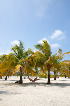 Travel lifestyle view of girl on a hammock with coconut between palm trees on tropical island in the Maldives.