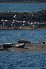 Grey seals resting and sleeping on the rocks off the coast of Mull, Scotland
