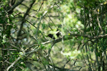 Common blackbird with worms in its beak perching in a tree.