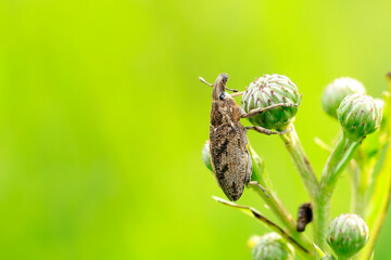 Lepyrus japonicus Roelofs on a leaf, weevil on plant in the wild
