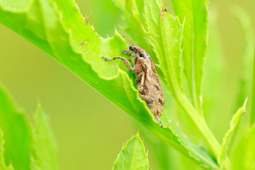 Lepyrus japonicus Roelofs on a leaf, weevil on plant in the wild