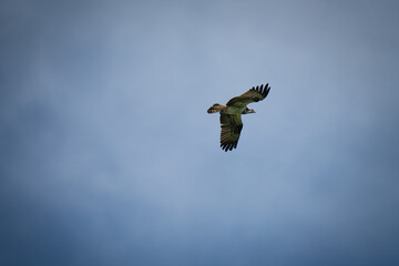 Osprey bird of prey in flight
