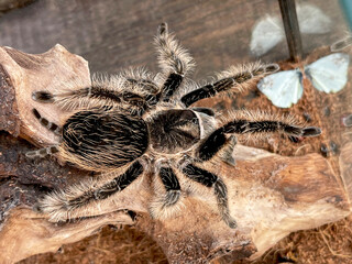 Giant tarantula spider, Brachypelma albopilosum, on a tree branch