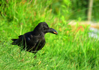 crow on the grass, crow Crow eating food. bird crow.