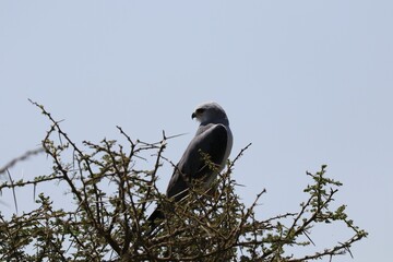 Beautiful Animals Game of Africa – Hawk / Falcon