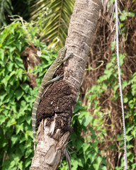 Closeup shot of a green lizard climbing a tree in a