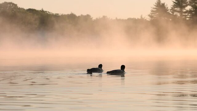 Common Loons on a Lake Video Clip in 4k