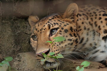アムールヒョウ