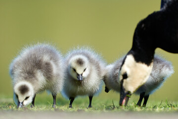 baby goose