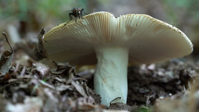 Common Yellow Russula in natural environment (Russula ochroleuca) - (4K)