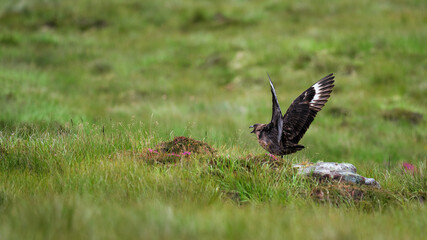 Great skua nesting on Handa Island warning off other birds with a territorial display