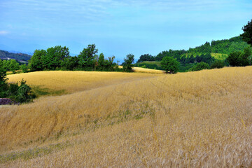 Fototapeta na wymiar wheat field in sale san Giovanni cuneo Italy