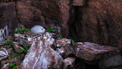 Northern fulmar chick in a nest on the cliffs of Handa Island