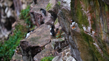 Puffin standing on a cliff ledge on Handa Island