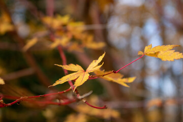 autumn leaves