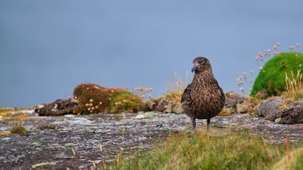 Great Skua on Handa Island