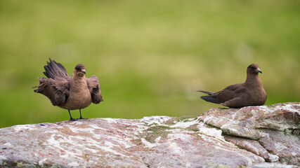 Arctic Skuas on Handa Island with one ruffling its feathers