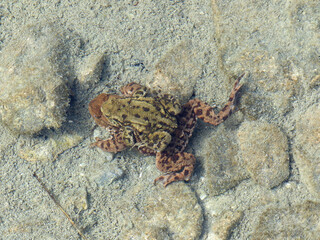 .Toad with baby underwater