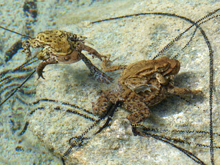 .Toads with babies underwater