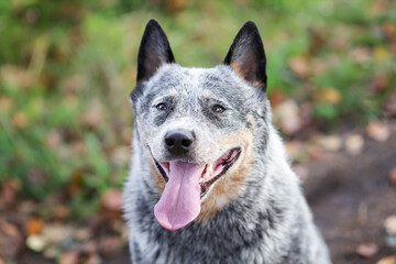 Close up portrait of australian cattle dog or blue heeler with long tongue at nature