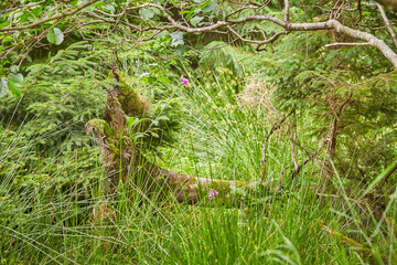 Mysteries forest. Green landscape for background.