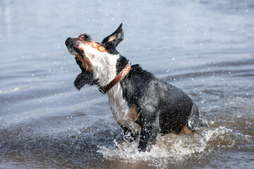Black dog of sennenhund entlebucher breed shaking off water drops. Defocused, blurred