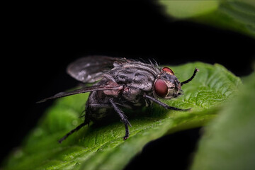 Exotic insect parasites Drosophila Fruit Fly Diptera on plant leaves with a black background